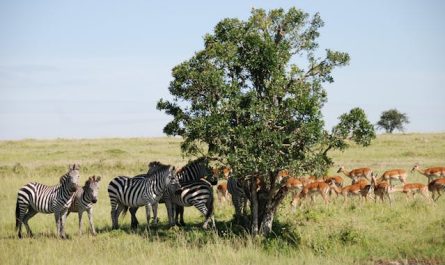 Parcs nationaux du Kenya