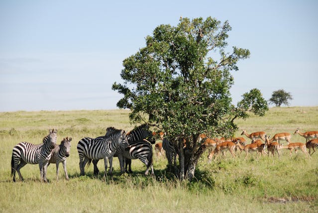 Parcs nationaux du Kenya