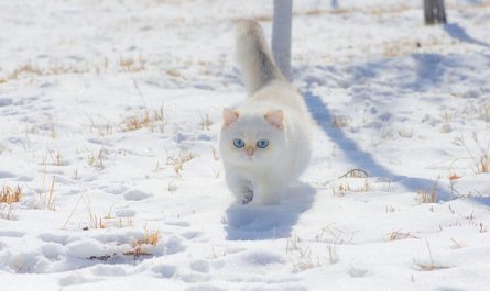 Hygiène de chat