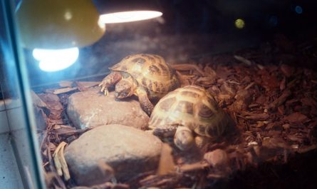 Un terrarium de tortue