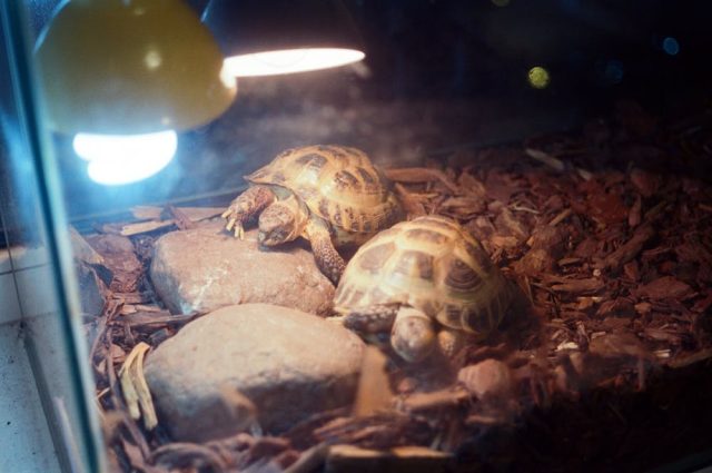 Un terrarium de tortue