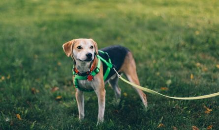 Harnais pour chien