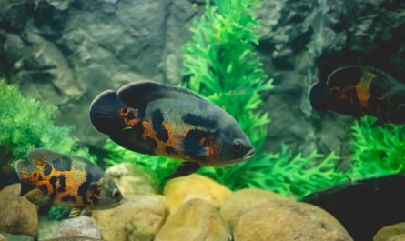 Poissons d'aquarium